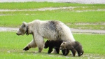 Parks Canada says a rare white grizzly bear and her cubs have died after separate car crashes in Yoho National Park, B.C., on June 6, 2024. The bear, designated GB178 and known as "Nakoda," is seen with her cubs in an undated handout photo. THE CANADIAN PRESS/HO-Government of Canada,