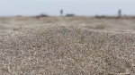 Quicksand on Maine beach