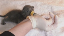 Kittens have a much better chance at survival thanks to the neonatal program at the Montreal SPCA. (CTV News)