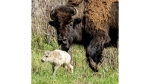 A rare white buffalo calf, reportedly born in Yellowstone National Park's Lamar Valley, is shown on June 4, 2024, in Wyo. (Erin Braaten/Dancing Aspens Photography via AP)