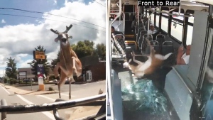 Deer smashes through bus window