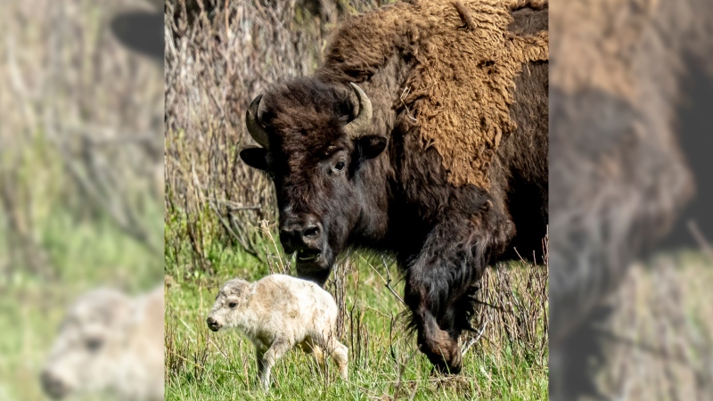 A rare white buffalo calf, reportedly born in Yellowstone National Park's Lamar Valley, is shown on June 4, 2024, in Wyo. (Erin Braaten/Dancing Aspens Photography via AP)
