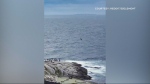 A still from a video posted to Reddit and Instagram of a whale breaching off the waters of Peggy's Cove, N.S., on June 9, 2024.