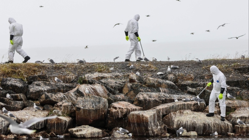 Dead birds are collected in July 2023 along the coast in the Vadso municipality of Finnmark in Norway following a major outbreak of bird flu. (Oyvind Zahl Arntzen/NTB/AFP/Getty Images via CNN Newsource)
