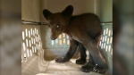 One of the male triplets is pictured during transport to Black Bear Rescue Manitoba on June 10, 2024. (Black Bear Rescue Manitoba/Facebook)