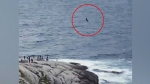 Whale breaches off Peggy's Cove, N.S.