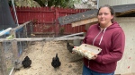 Crystal Lurk, a suburban Orléans resident, was told by Ottawa Bylaw to rehome her backyard chickens, as they are not allowed. (Peter Szperling/CTV News Ottawa)