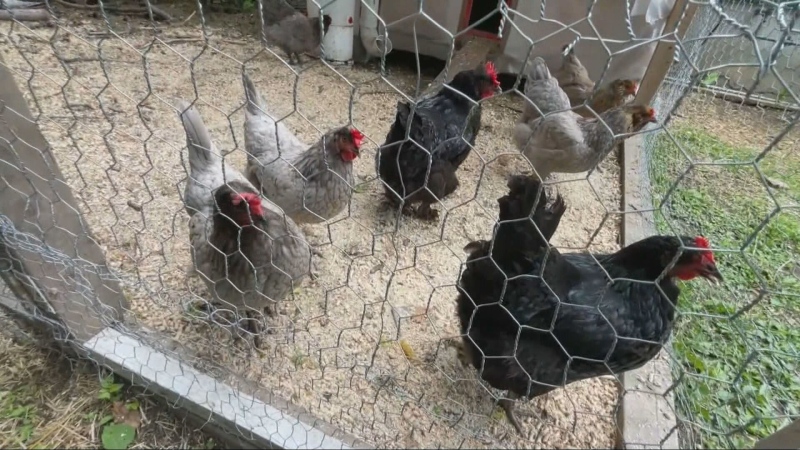 Bylaw removing backyard chickens