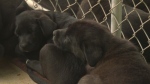 Two puppies are pictured sleeping on each other. (Alana Pickrell/CTV Atlantic)