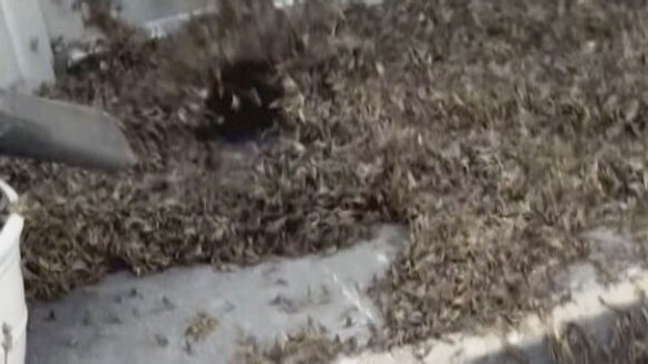 Swarms of mayflies invade town in Ohio