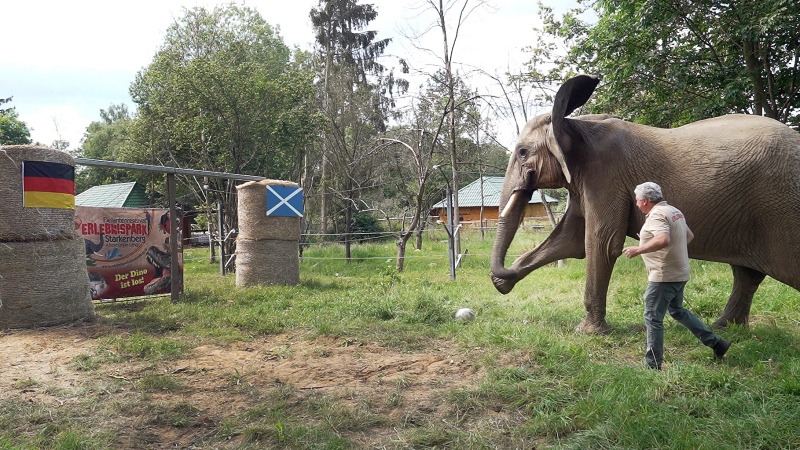 Elephant Bubi kicks the ball towards the goal in Starkenberg, Germany, Thursday, June 13, 2024. (David Breidert / dpa via AP)