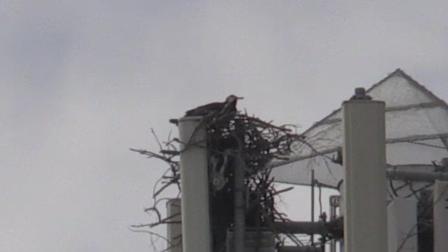 Large birds nesting on top of a cell phone tower in Ingersoll on June 13, 2024. (Sean Irvine/CTV News London) 