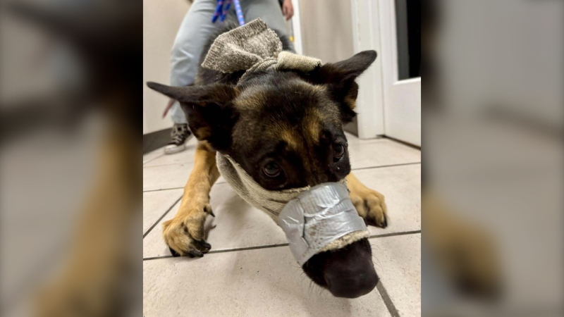 A dog surrendered to the B.C. SPCA on June 3, 2024 had an injured tail and was wearing a makeshift muzzle made with duct tape. (Handout) 