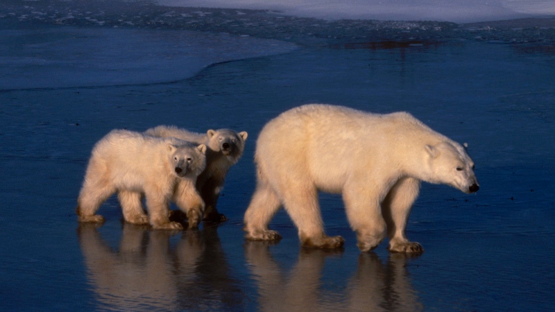 This photo provided by the Discovery Channel shows a pair of polar bear cubs following their mother on ice at Hudson Bay, Canada, from the opening episode of Discovery's 'Planet Earth' series. (AP Photo / Discovery Channel-BBC, Terry Andrewartha)