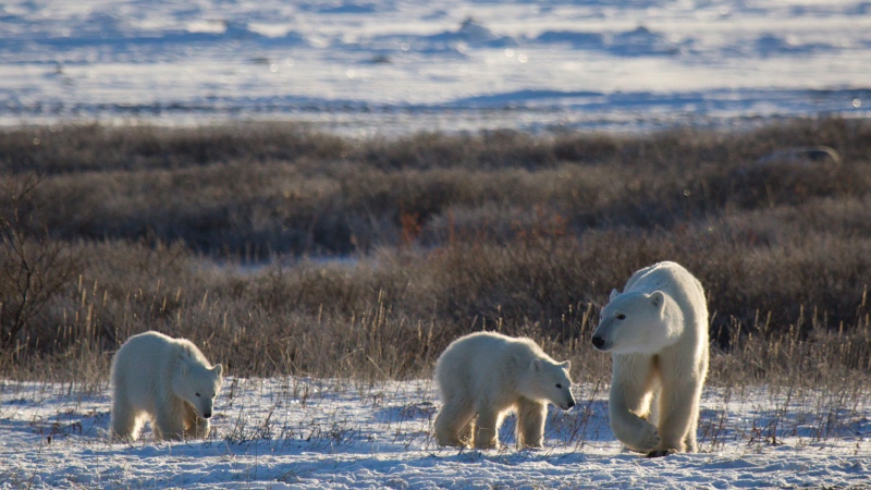 This November 2015 photo provided by Polar Bears International shows polar bears in Churchill, Manitoba, Canada. (Katharina M Miller/Polar Bears International via AP)