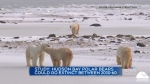 Climate change impacts on polar bears
