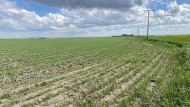 Producers in Saskatchewan reported a total of 98 per cent of crops in the ground. 