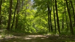 An existing trail at a new provincial park in Uxbridge, Ontario is shown in this file image. (Ontario Parks)
