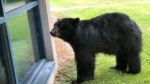 A bear ventured close to a Burnaby high school Thursday, forcing a temporary lockdown. 