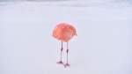 The flamingo appeared headless as it bent its neck to scratch itself with its beak. (Miles Astray via CNN Newsource)