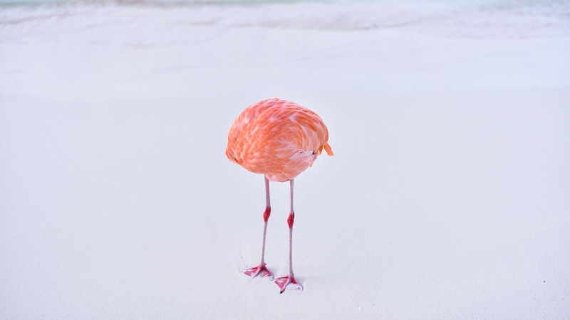 The flamingo appeared headless as it bent its neck to scratch itself with its beak. (Miles Astray via CNN Newsource)
