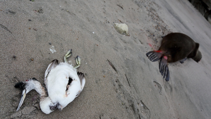 A dead sea bird lays beside a dead sea lion on the beach at Punta Bermeja, on the Atlantic coast of the Patagonian province of Río Negro, near Viedma, Argentina, Monday, Aug. 28, 2023. (AP Photo/Juan Macri, File)