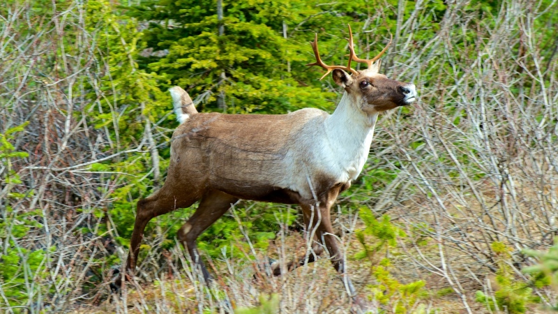 A caribou is seen on a B.C. mountain in an undated Shutterstock image. 
