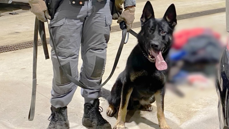 'K9 Roy' was quickly rushed to the veterinarian and is expected to make a full recovery, police said. (File/Sudbury police photo)