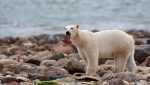 A male polar bear eats a piece of whale meat as it walks along the shore of Hudson Bay near Churchill, Manitoba, Aug. 23, 2010. (Sean Kilpatrick/The Canadian Press via AP)