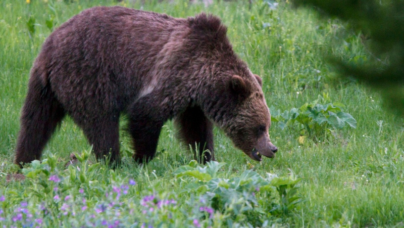 FILE - In this July 6, 2011, file photo, a grizzly bear roams near Beaver Lake in Yellowstone National Park, Wy. (AP Photo/Jim Urquhart, File)