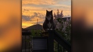 Mittens, the cat and Niverville sunset. Photo by Kim Zapp.