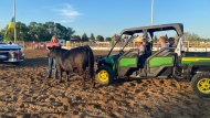 Carol Ross (L) stands with a steer being auctioned off on behalf of her son, Jaycee, who was born with a rare neurological condition known as “Angelman Syndrome” on June 14, 2024. (ColeDavenport/CTVNews)