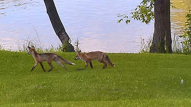Foxes by Assiniboine River, Charleswood. Photo by Steve Howes.
