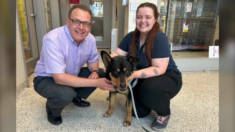 A young, fully-grown mixed breed dog named Bear is waiting at Sudbury SPCA for a new cuddle buddy. June 18, 2024 (Tony Ryma/CTV Northern Ontario)