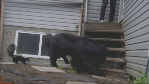Ashley Bartel with Lanfear Newfoundlands near Oakbank posted about two separate skunk attacks in the area including one caught on video. The skunks tested positive for rabies, according to the Province of Manitoba. (Ashley Bartel/Lanfear Newfoundlands)