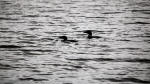 A pair of loons float on the waters of Lake Nemeiben on June 7, 2024. (David Prisciak/CTV News)