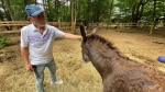 Richard Lacroix with one of his two donkeys in St-Lazare, Que. on Thursday, June 20, 2024. (Christine Long/CTV News)