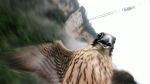 A peregrine falcon attacked a drone surveilling the Zhangjiajie Grand Canyon Scenic Area in China on June 20.