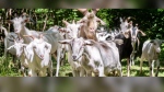 A herd of 40 goats will be deployed to address woody and invasive plant species at Toronto's Don Valley Brick Works Park. (City of Toronto photo)