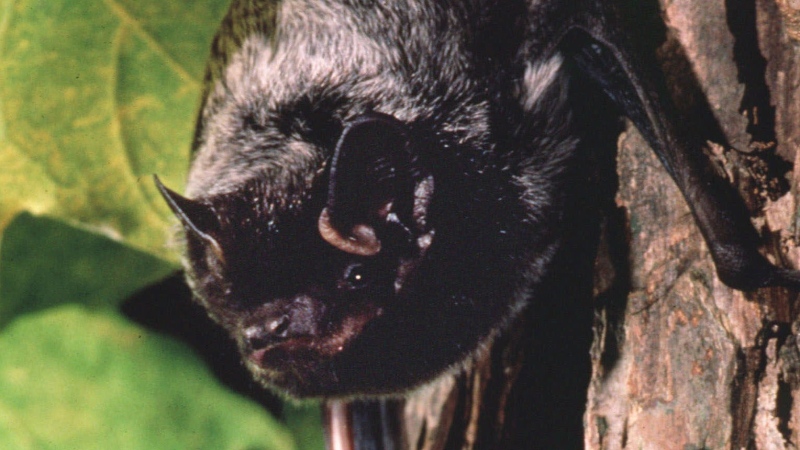 This is an undated photo of a silver-haired bat, the species most often associated with human rabies. (AP Photo/Merlin D. Tuttle, Bat Conservation International). 