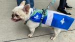 The rain and wind did not stop the thousands of people and at least one French bulldog from enjoying the Fete Nationale parade in Montreal on June 24, 2024. (Kelly Greig, CTV News)