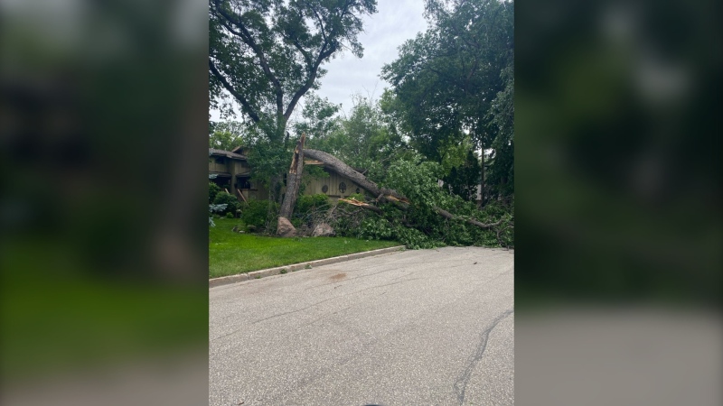 Wind gusts in Morden knocked over trees on June 24, 2024. (Source: Facebook/City of Morden)