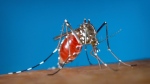 This 2003 photo provided by the Centers for Disease Control and Prevention shows a female Aedes albopictus mosquito acquiring a blood meal from a human host. (James Gathany/Centers for Disease Control and Prevention via AP, File)