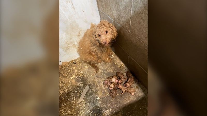 A dog and her puppies found in a puppy mill in Renfrew County, Ontario are shown in this undated handout image. The province recently made puppy mills illegal in Ontario. THE CANADIAN PRESS/HO-Humane Initatitive-Donna Powers 