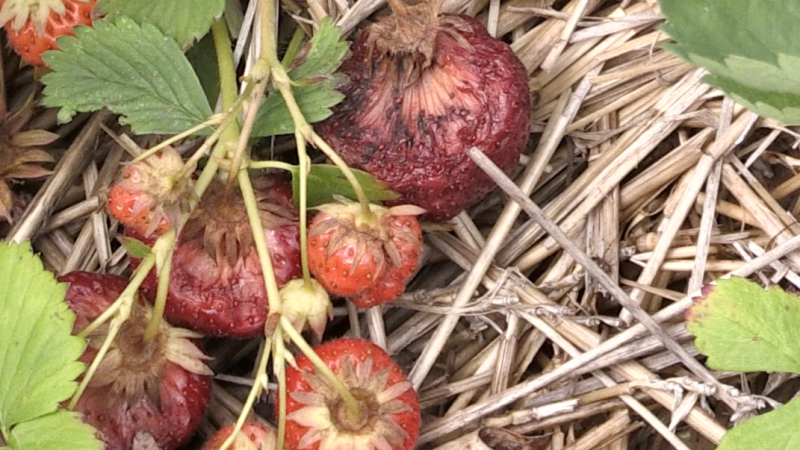 The strawberry crops at Barrie Hill Farms were destroyed in fluctuating weather. (CTV News/Steve Mansbridge)