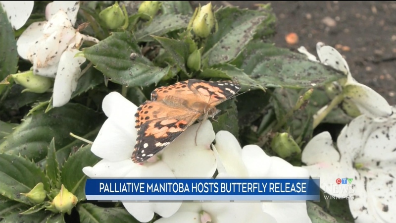 Butterflies released to help grieving Manitobans