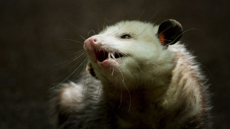 An opossum is shown in Davie, Fla., in a Tuesday, May 13, 2013, file photo. (The Canadian Press)