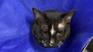 A cat was found Thursday on Cranbrook Bay just 400 metres away from where a Transcona blast happened Wednesday. (Winnipeg Humane Society)