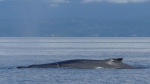 A cropped photo of the entangled humpback whale off Vancouver Island on June 28, 2024. (Tasli Shaw / Humpbacks of the Salish Sea)