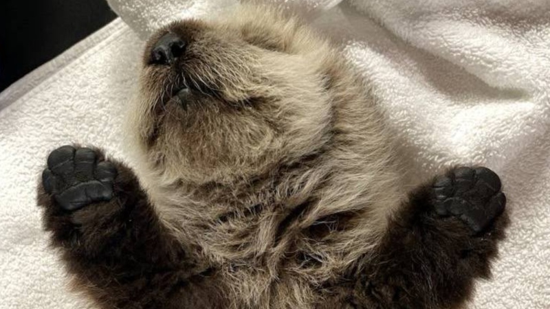 This photo, posted to Facebook by the Vancouver Aquarium Marine Mammal Rescue Society, shows a rescued sea otter pup. (Image credit: https://www.facebook.com/vammrs)